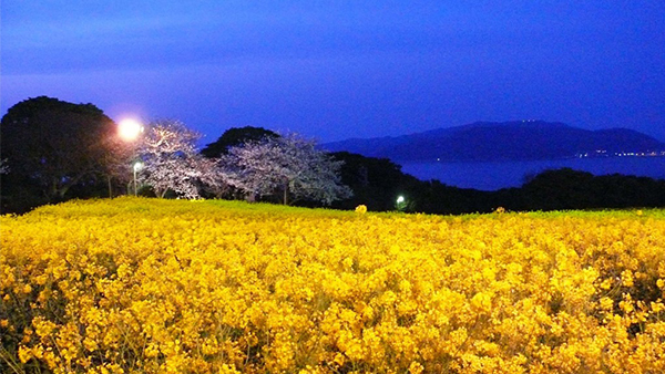 夜の能古島で桜と菜の花を同時に楽しめる！のこのしまアイランドパークでライトアップイベント開催